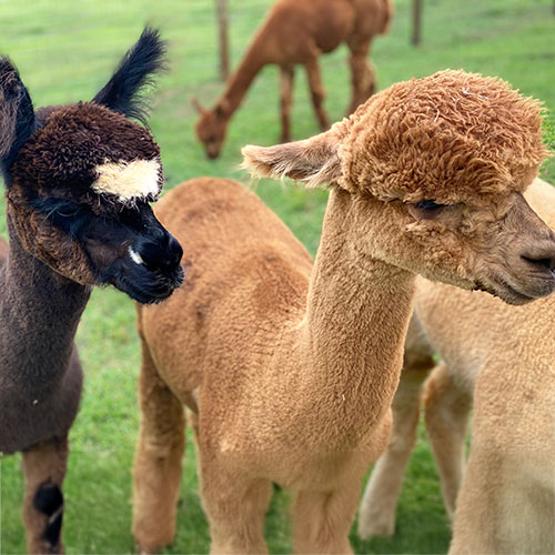 Meet_Alpacas